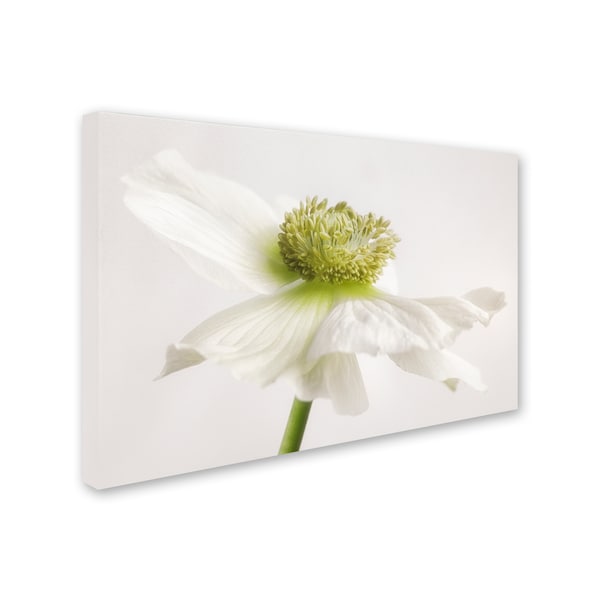 Cora Niele 'White Anemone Flower' Canvas Art,16x24